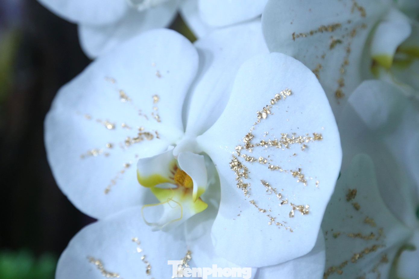 Lan trắng dát vàng 18k