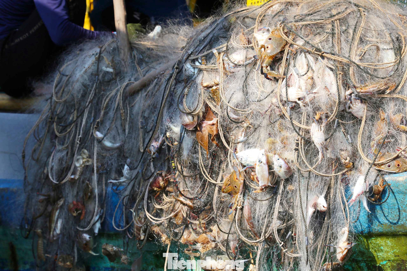 Tấm lưới nặng trĩu ghẹ, tôm, cá,...