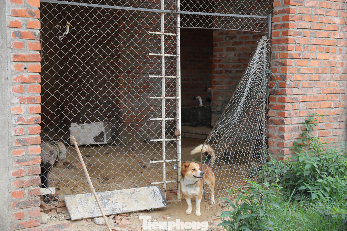 Căn biệt thự 2 mặt tiền lại được người dân trưng dụng để làm chuồng nuôi gia súc, gia cầm.