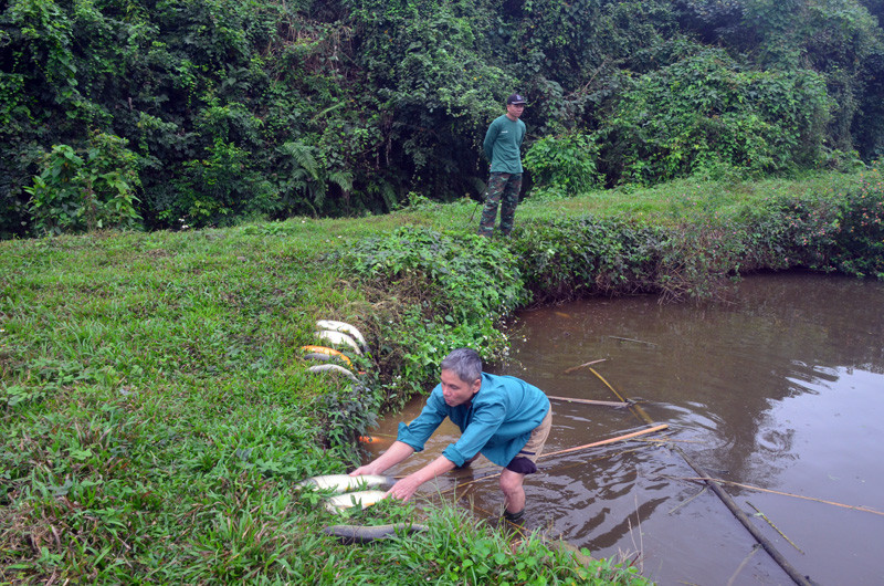 Cá trong ao gia đình ông Nhân bị chết, nước bốc mùi hôi thối
