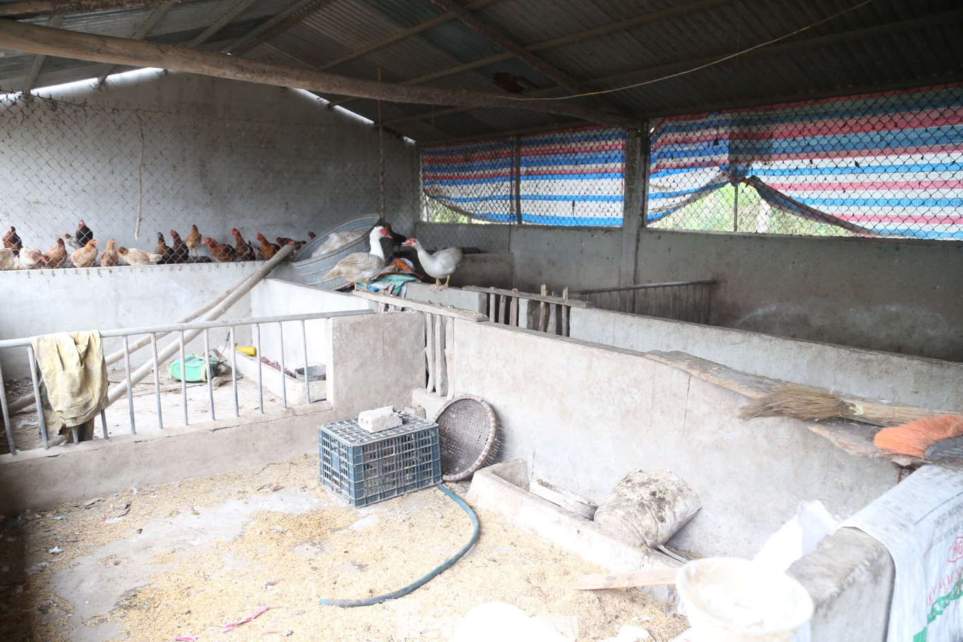 Tại một số nông hộ, khu vực chăn nuôi lợn trở thành nơi nuôi ngan, gà....