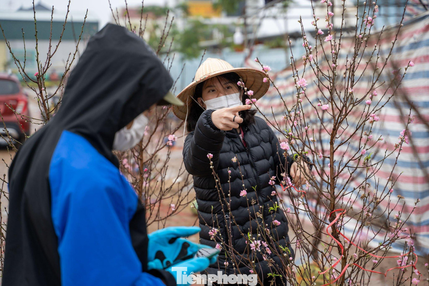Theo khảo sát, nếu như vào các ngày 20 - 26 tháng Chạp, mỗi cây quất thường được bán với giá từ 2 triệu đồng trở lên thì nay đã được rao bán với giá từ 500.000 đồng kèm chậu. Tương tự, với đào rừng, có thời điểm được "hét" giá không dưới 4 triệu đồng/cành thì nay đã giảm giá đồng loạt.