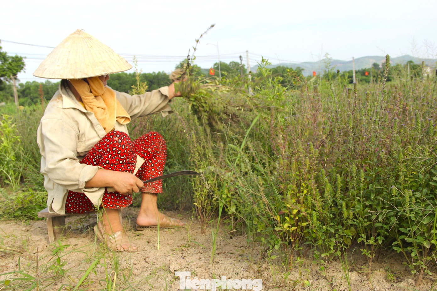 Bà Nguyễn Thị Nhu (51 tuổi, trú xã Mã Thành, huyện Yên Thành) cho biết: “Trước đây, gần 2 sào ruộng của gia đình thường xuyên bị bỏ hoang do hạn hán. Tuy nhiên, từ khi chuyển đổi sang trồng cây nhân trần đã mang lại hiệu quả hơn hẳn. Vụ này, gần 2 sào nhân trần mang về khoảng gần 5 tạ cây khô. Dự kiến trừ chi phí, công chăm sóc tôi sẽ bán được từ 12 - 15 triệu đồng”.