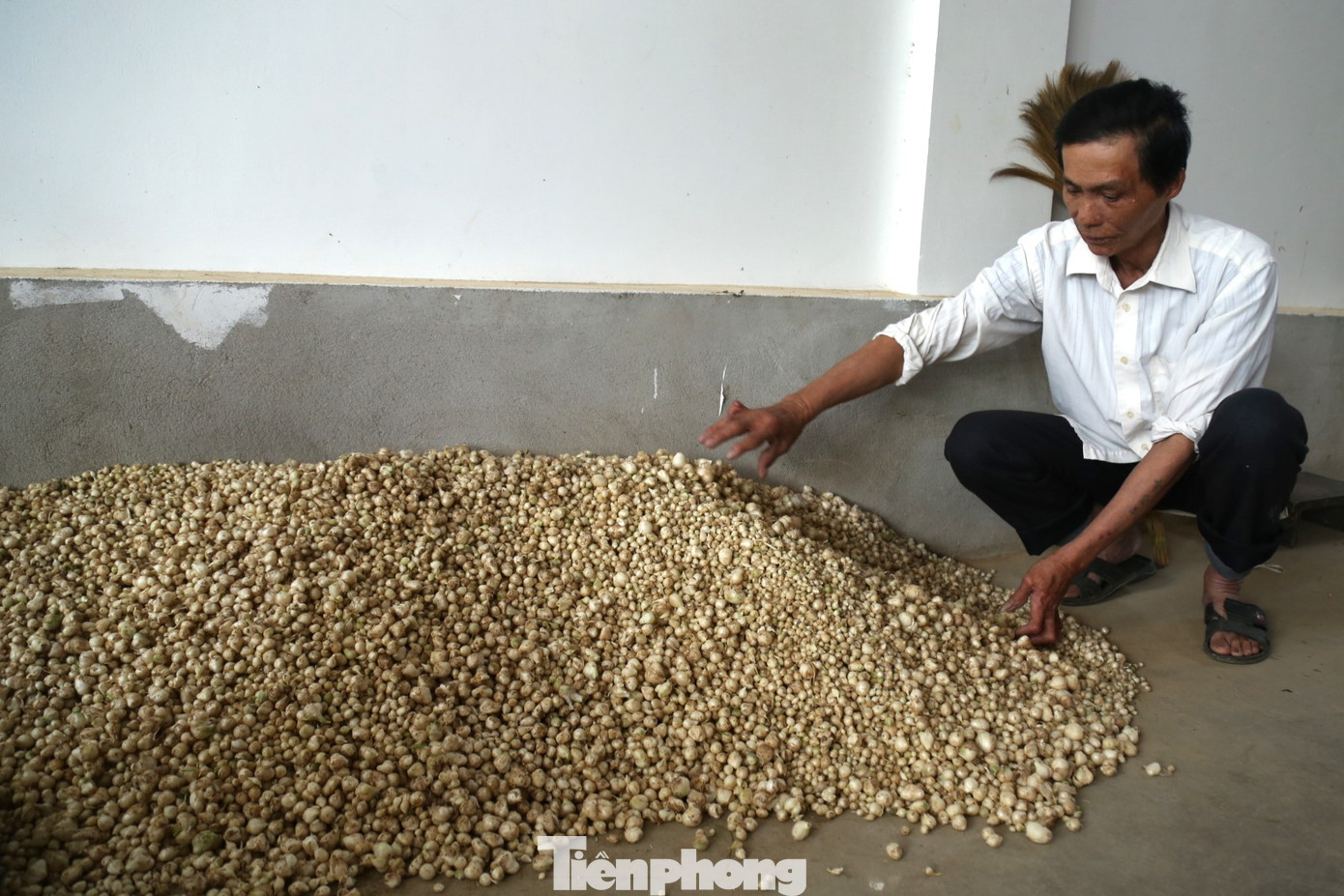 Ông Đặng Khắc Lực (SN 1961), một thương lái chuyên thu mua hành ở xã Nghi Thuận cho biết: “Bình quân mỗi ngày tôi thu gom một tấn củ hành tăm. Trước khi đóng bao vận chuyển, hành phải được lựa lại một lần nữa. Hành được nhập cho các mối thu mua ở trong tỉnh và một số tỉnh phía Nam như TPHCM, Bình Dương…”. Ông Đặng Khắc Lực (SN 1961), một thương lái chuyên thu mua hành ở xã Nghi Thuận cho biết: “Bình quân mỗi ngày tôi thu gom một tấn củ hành tăm. Trước khi đóng bao vận chuyển, hành phải được lựa lại một lần nữa. Hành được nhập cho các mối thu mua ở trong tỉnh và một số tỉnh phía Nam như TPHCM, Bình Dương…”.