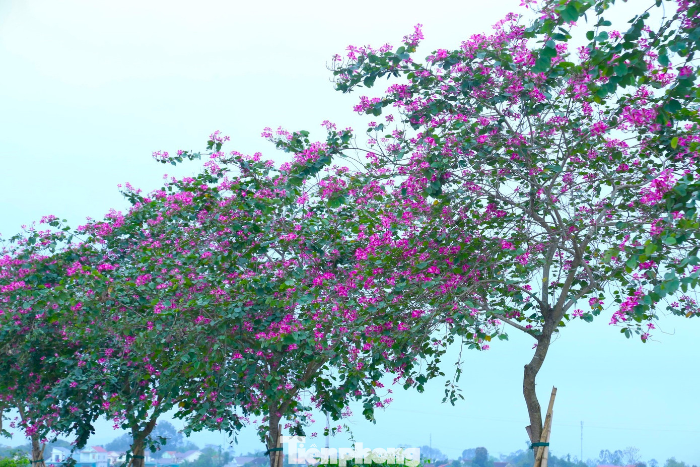 Hoa ban mang ý nghĩa đem tới những điều tốt đẹp trong cuộc sống, biểu tượng cho khát vọng, ý chí kiên cường, bất khuất trước nghịch cảnh, thể hiện sự thanh cao, chân thành, nồng ấm nghĩa tình.