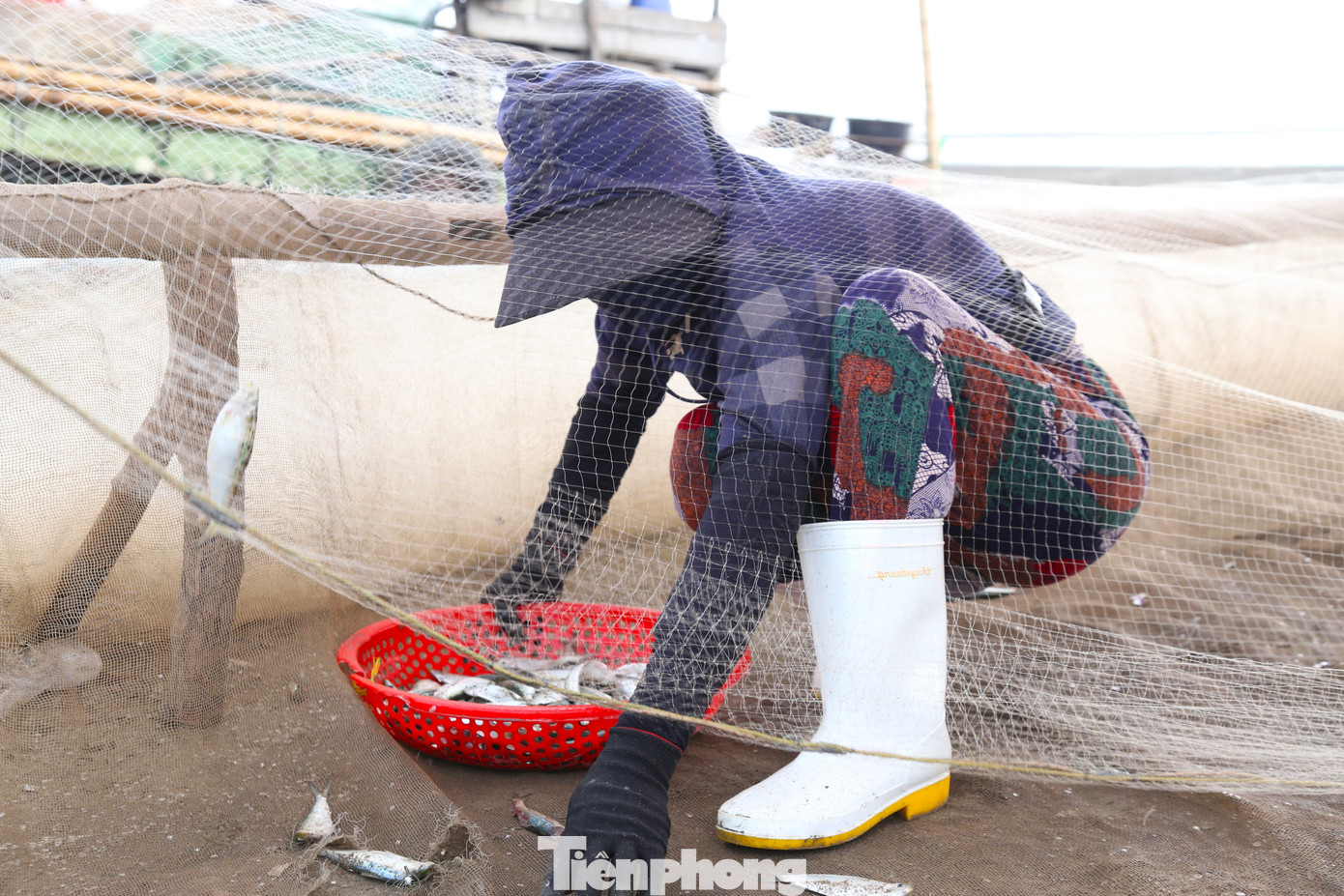 Cá gỡ đến đâu được thương lái thu nhặt ngay đến đó.