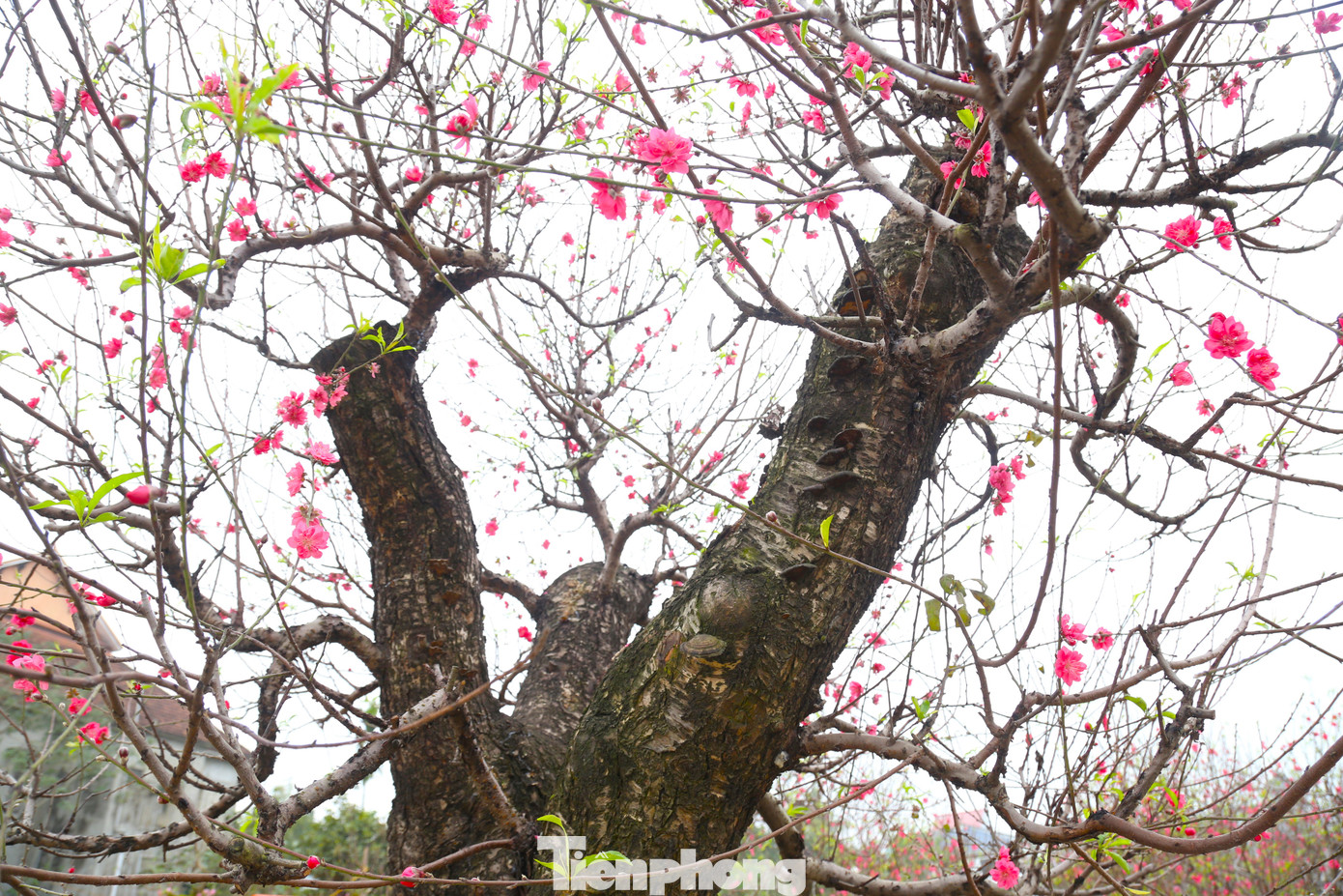 Cây đào có rất nhiều cành, hoa và chi chít nụ.