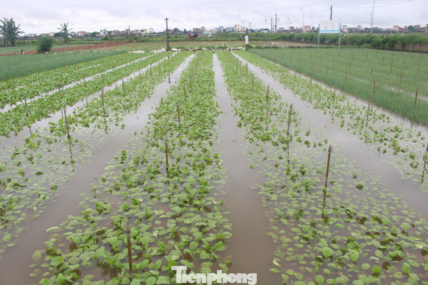 Hàng trăm ha diện tích rau màu của người dân vùng chuyên canh huyện Quỳnh Lưu ngập nước Hàng trăm ha diện tích rau màu của người dân vùng chuyên canh huyện Quỳnh Lưu ngập nước