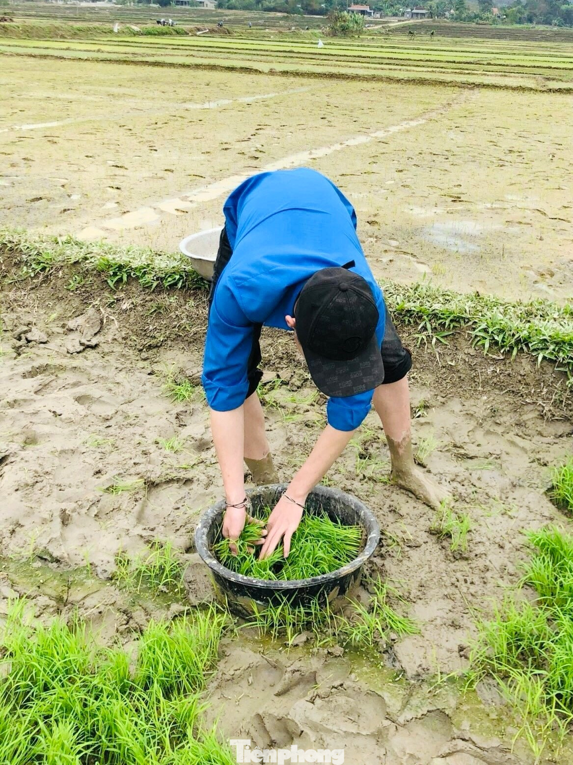 Đoàn viên thanh niên hỗ trợ từ việc nhổ mạ, rồi vận chuyển mạ đến ruộng và cấy lúa.