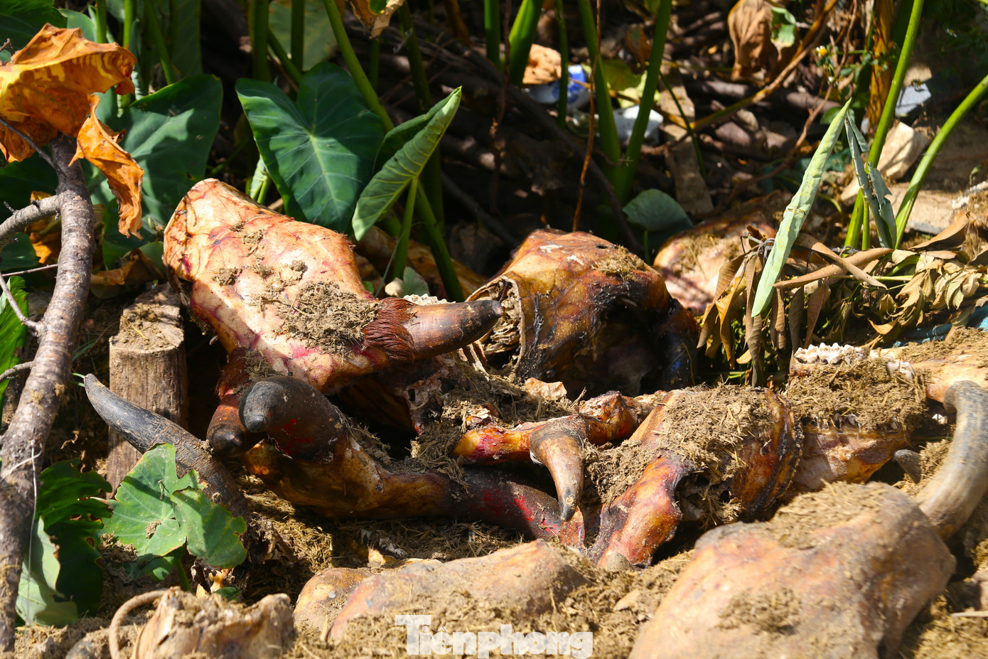Trong khi đó, một lãnh đạo UBND phường Nghi Phú cho hay, lợi dụng thời điểm địa phương tập trung cho việc sắp xếp đơn vị hành chính nên các đối tượng đổ trộm phế phẩm. Hiện đơn vị đang xác minh thêm thông tin để có phương án xử lý.