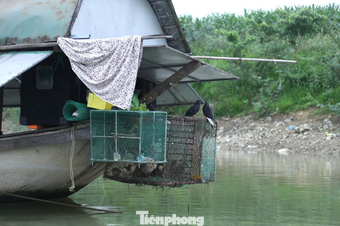 Tài sản của họ chẳng có gì đáng giá ngoài ít vật nuôi như gà, chim,... Tài sản của họ chẳng có gì đáng giá ngoài ít vật nuôi như gà, chim,...