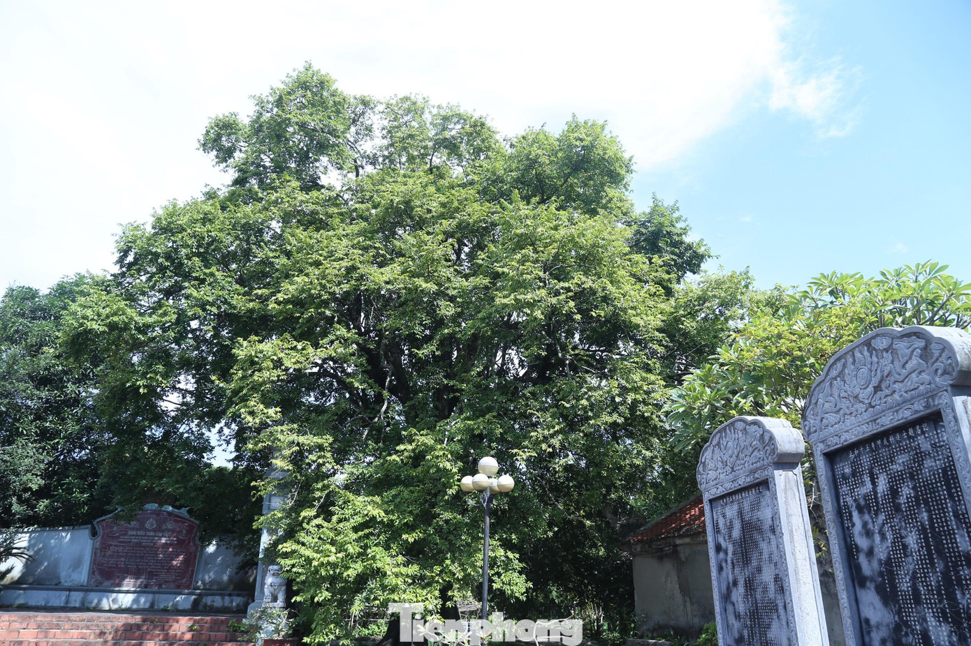 Cây thị này nằm trong khuôn viên Đền thờ Hoàng Giáp - Hộ bộ thượng thư Ngô Trí Hòa ở xã Diễn Kỷ, huyện Diễn Châu, Nghệ An. Hoàng Giáp - Hộ bộ thượng thư Ngô Trí Hòa là danh thần thời nhà Lê Trung Hưng.