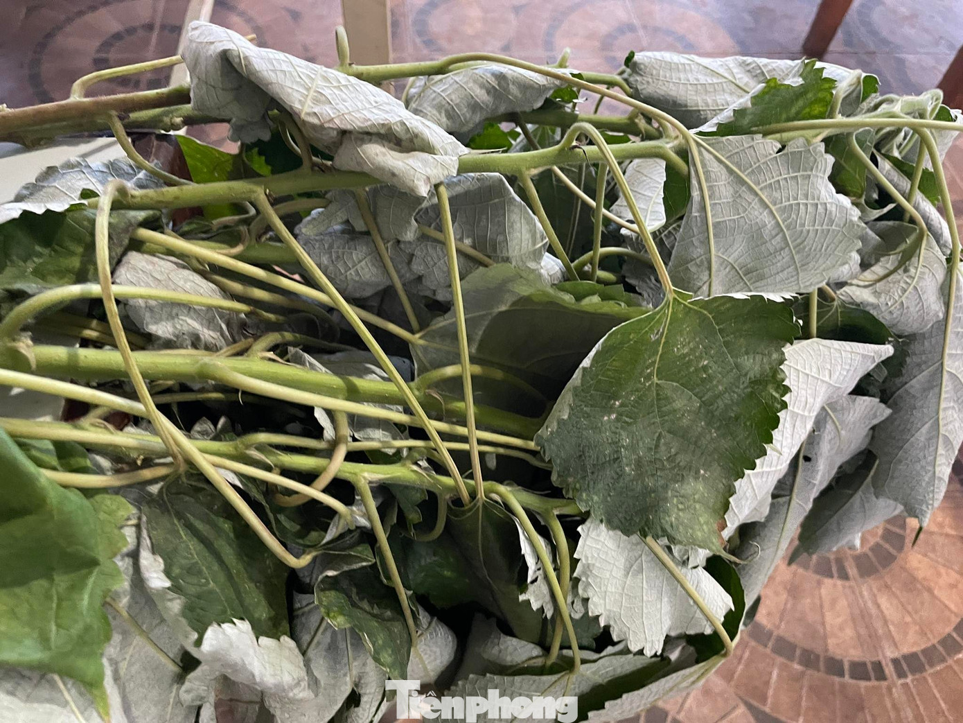 Lá gai tươi dùng để làm bánh