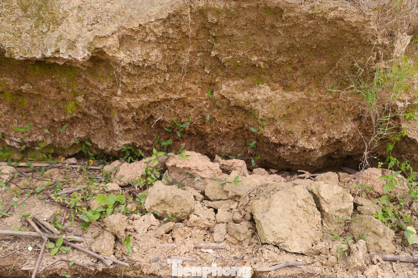 Những lớp đất cát mùn yếu chỉ vài đợt sóng lớn hoặc thủy triều rút sẽ bị cuốn trôi xuống lòng sông.