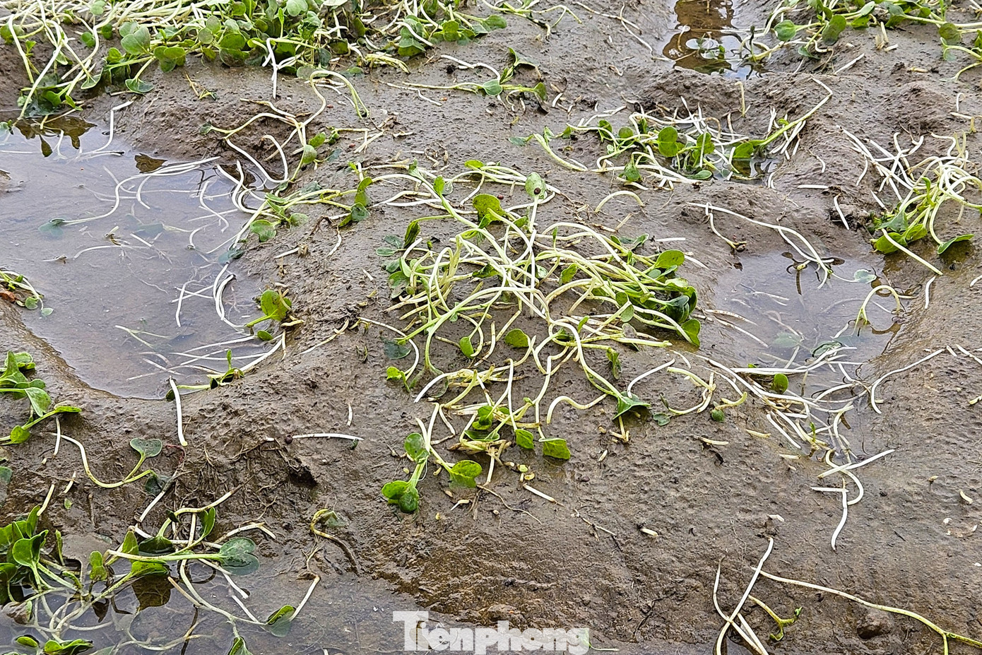 Sau nhiều ngày chăm sóc, giờ đây nhìn thành quả lao động chìm trong nước, hư hỏng khiến bà con nông dân nơi đây vô cùng xót xa.