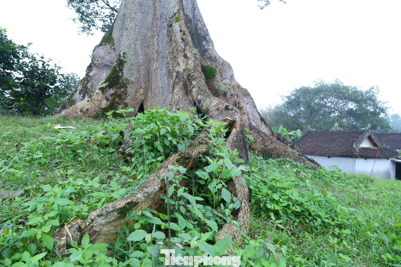 Rễ cây sần sùi với những vết tích của thời gian.