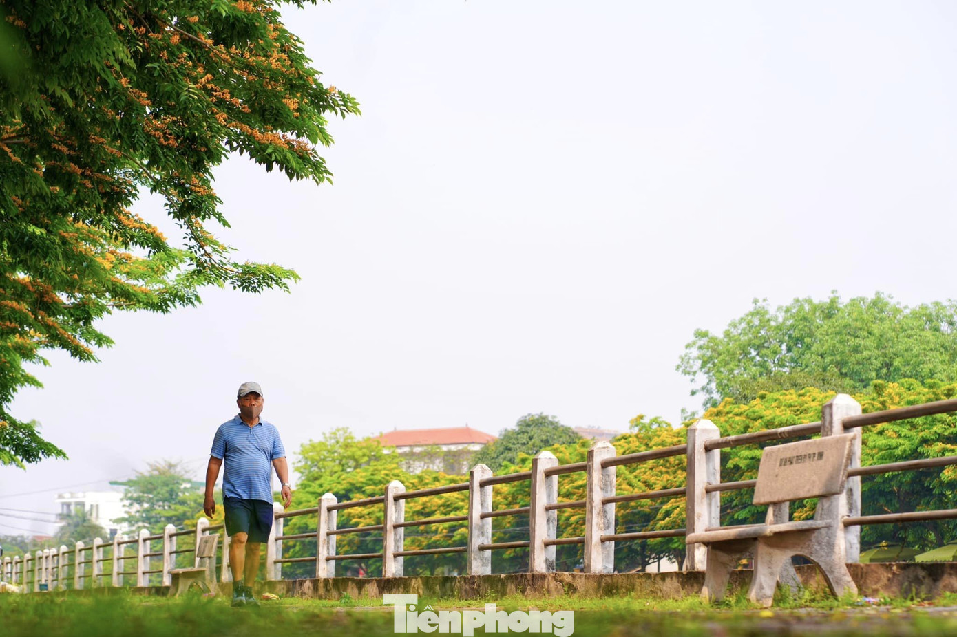 Ông Nguyễn Văn Tuấn (trú phường Hà Huy Tập, TP Vinh) cho biết: “Mỗi buổi chiều, tôi thường đi bộ qua con đường dọc cầu Kênh Bắc. Sắc hoa vàng ươm cùng mùi hương dịu nhẹ khiến mỗi lần đi qua phải dừng lại để thưởng thức”.