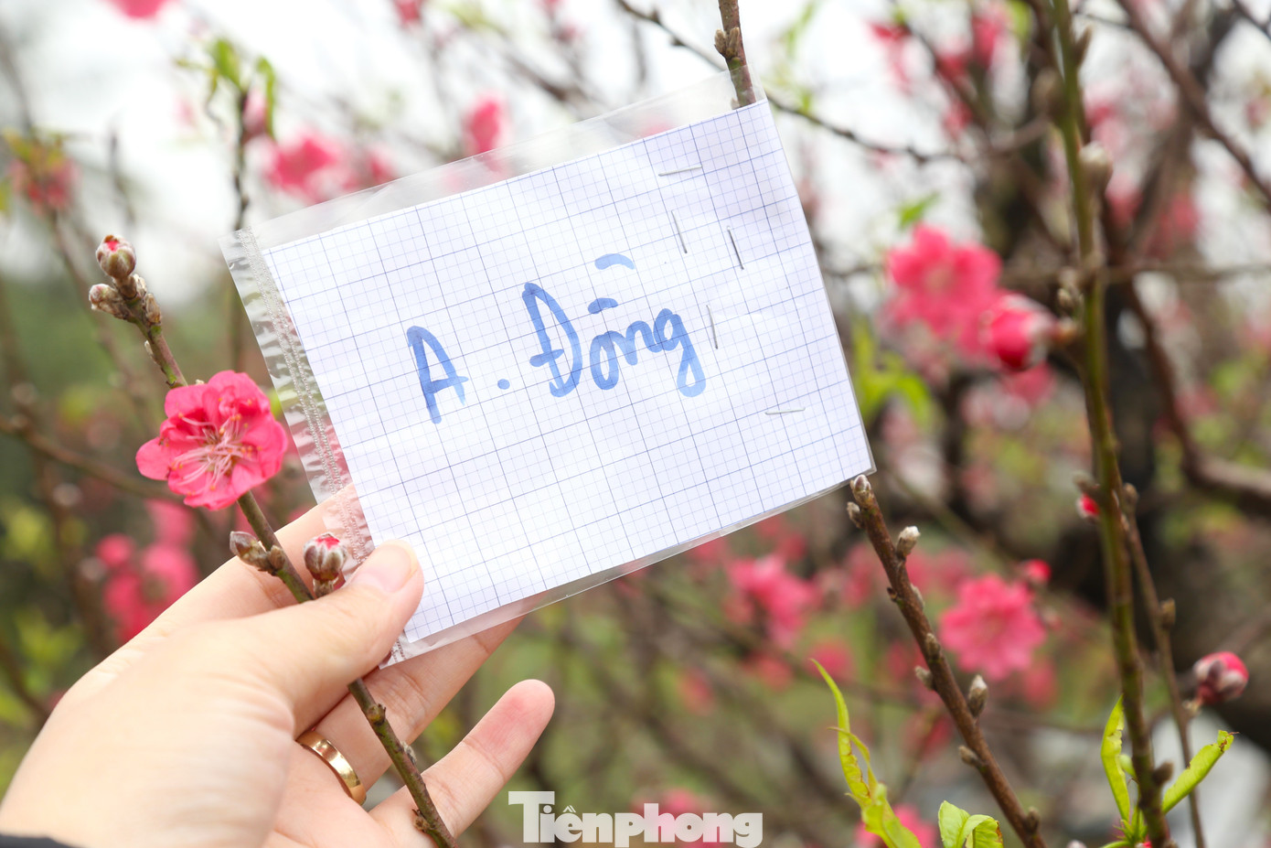 Một số gốc đào khác đã được khách đặt trước.