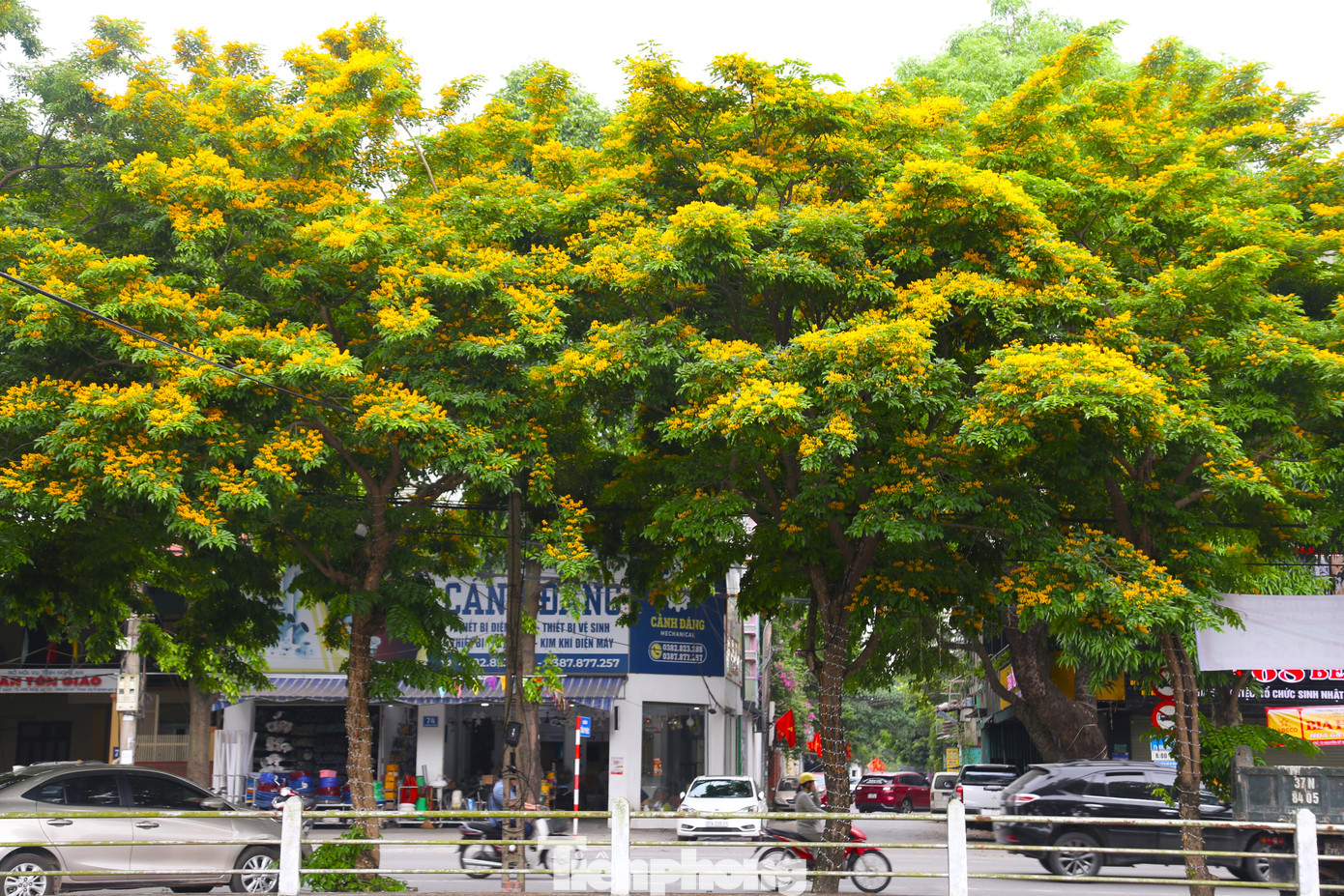 Trên nhiều con phố ở thành Vinh như Đại lộ Lê Nin, Nguyễn Phong Sắc,… hoa giáng hương đang vào trà nở rộ.