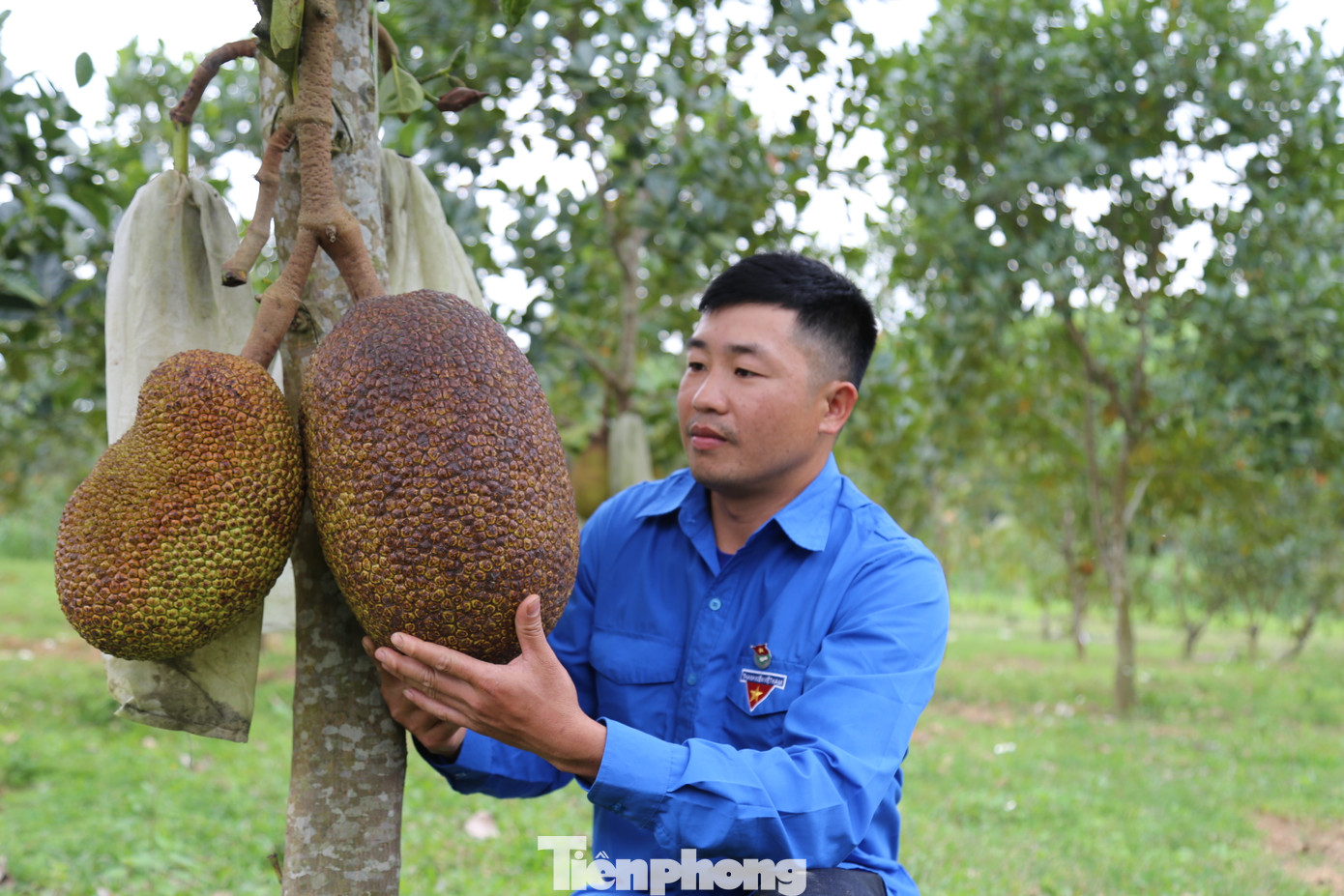Những gốc mít bén rễ, đơm hoa và kết trái.