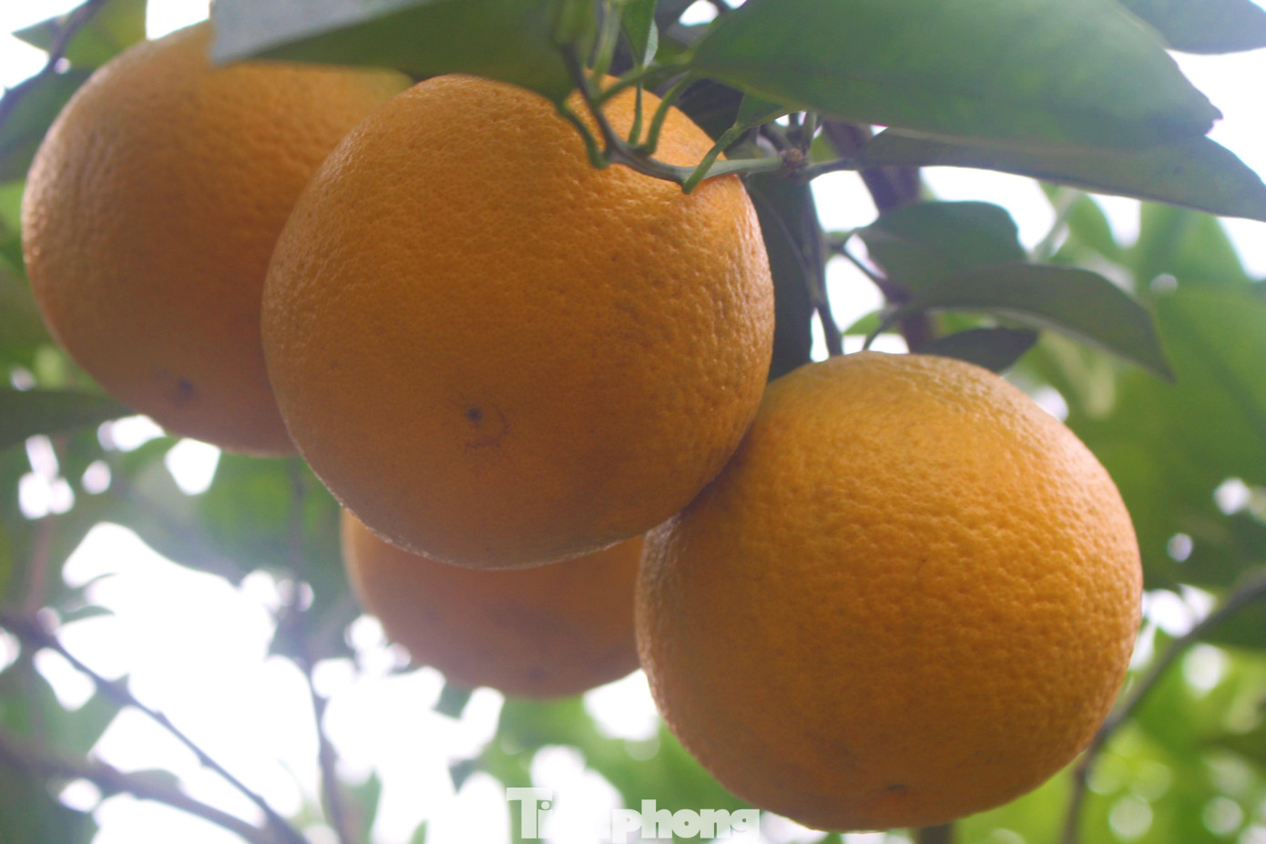 Giá bán tại vườn từ 35.000 - 40.000 đồng/kg, trong khi đó, giá bán lẻ ngoài thị trường có thể lên tới 80.000 đồng/kg. Đặc biệt vào dịp Tết, cam Đồng Thành có thể lên đến 100.000 đồng/kg. Giá bán tại vườn từ 35.000 - 40.000 đồng/kg, trong khi đó, giá bán lẻ ngoài thị trường có thể lên tới 80.000 đồng/kg. Đặc biệt vào dịp Tết, cam Đồng Thành có thể lên đến 100.000 đồng/kg.