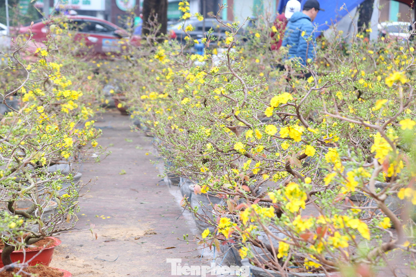Hoa mai có giá từ 3 triệu đến trên 10 triệu đồng/chậu, tùy cây to, nhỏ và thế cây.