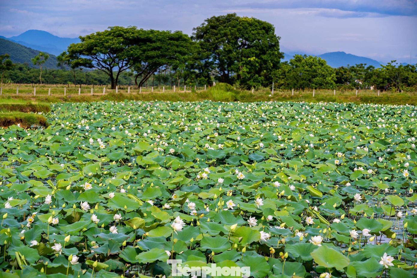 Mùa này hoa sen bắt đầu nở rộ, các bạn trẻ lại rủ nhau đến các đầm sen, hồ sen để tham quan, chụp ảnh, ghi lại những khoảnh khắc đẹp. Trong ảnh, đầm sen ở xã Thanh Liên, huyện Thanh Chương, Nghệ An.