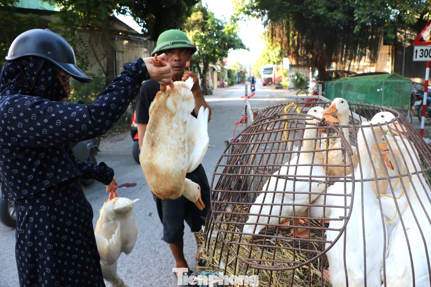 Ghi nhận sáng 22/6, tại các chợ ở nhiều địa phương của tỉnh Nghệ An đã tấp nập người bán, người mua vịt. Vịt được nhốt trong các lồng sắt hay dựng lưới quây tạm bên lề đường, góc chợ để thuận tiện cho khách chọn lựa. Ghi nhận sáng 22/6, tại các chợ ở nhiều địa phương của tỉnh Nghệ An đã tấp nập người bán, người mua vịt. Vịt được nhốt trong các lồng sắt hay dựng lưới quây tạm bên lề đường, góc chợ để thuận tiện cho khách chọn lựa.