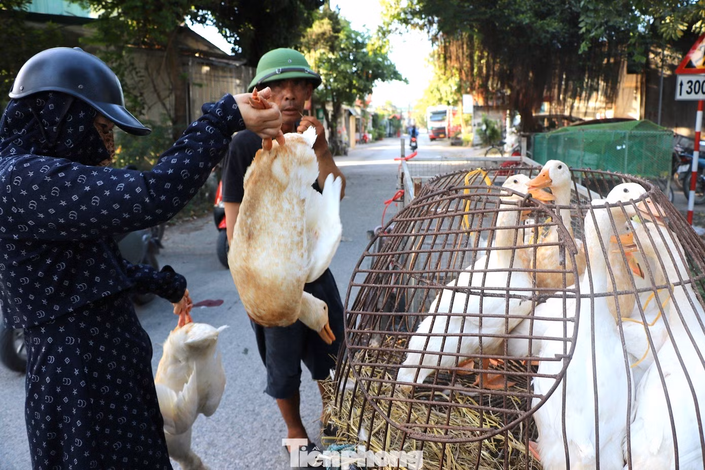 Ghi nhận sáng 22/6, tại các chợ ở nhiều địa phương của tỉnh Nghệ An đã tấp nập người bán, người mua vịt. Vịt được nhốt trong các lồng sắt hay dựng lưới quây tạm bên lề đường, góc chợ để thuận tiện cho khách chọn lựa. Ghi nhận sáng 22/6, tại các chợ ở nhiều địa phương của tỉnh Nghệ An đã tấp nập người bán, người mua vịt. Vịt được nhốt trong các lồng sắt hay dựng lưới quây tạm bên lề đường, góc chợ để thuận tiện cho khách chọn lựa.