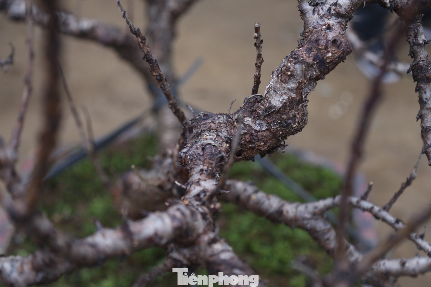 Thân cây đào có vẻ ngoài xù xì, lạ mắt