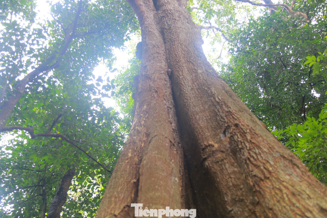 Nằm ngay sau khuôn viên đền, có 3 cây cổ thụ hơn 600 năm tuổi. Những cây này có từ trước khi xây dựng đền. Người dân địa phương vẫn quen gọi là cây bồ lố.