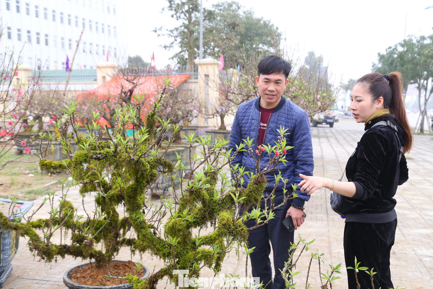 Đào Thất Thốn là loại cây “khó tính” và ưa lạnh, nên được trồng nhiều ở các tỉnh miền núi Tây Bắc. Tuy giá của mỗi cây đào Thất Thốn đắt hơn nhiều lần so với các cây đào bình thường nhưng vẫn hút khách dịp Tết.