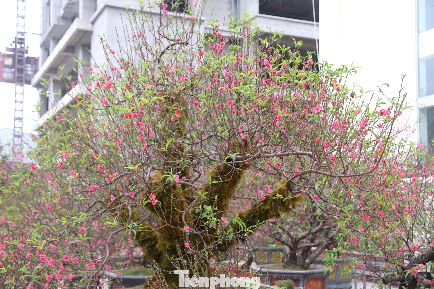 Dù nhiều hoa đã bung nở nhưng chủ vườn khẳng định loài này hoa giữ được lâu và không phai màu.