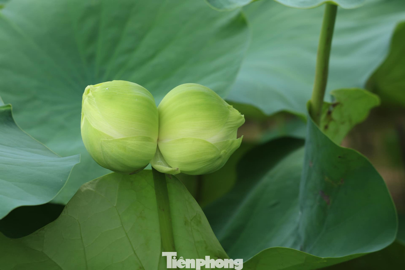 Bông sen tịnh đế quan âm trắng.