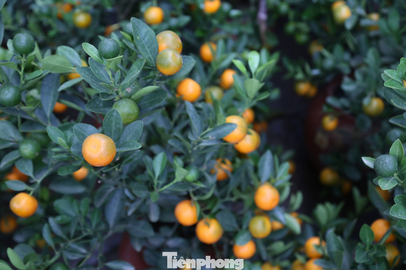 Năm nay, thời tiết khá thuận lợi nên cây quất sinh trưởng tốt và cho quả đẹp. Các chậu quất bonsai có thế đẹp, quả mọng tròn đều, lá xanh, được người dân chọn mua từ sớm.