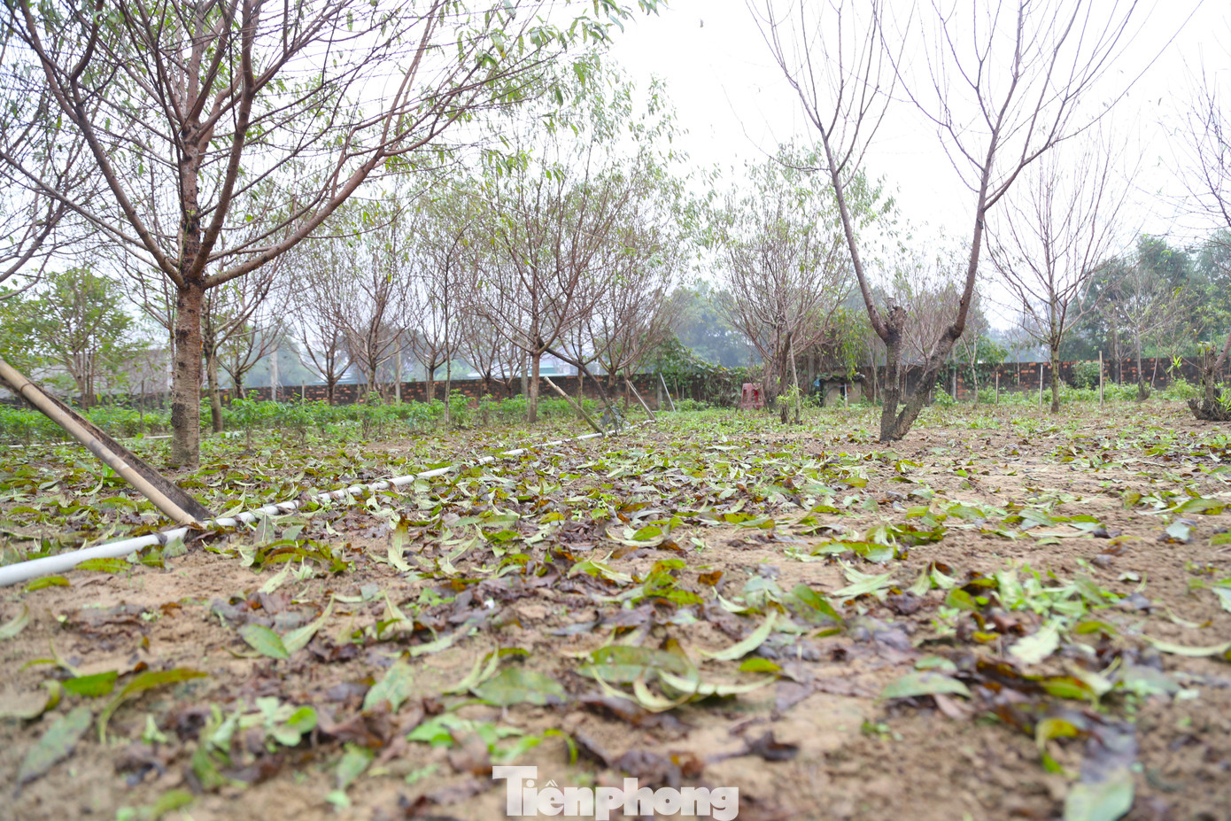 Hàng trăm hộ dân trồng đào ở xã Nghi Ân đang đếm ngược từng ngày trong tâm thế phấn khởi hướng tới vụ đào Tết bội thu.