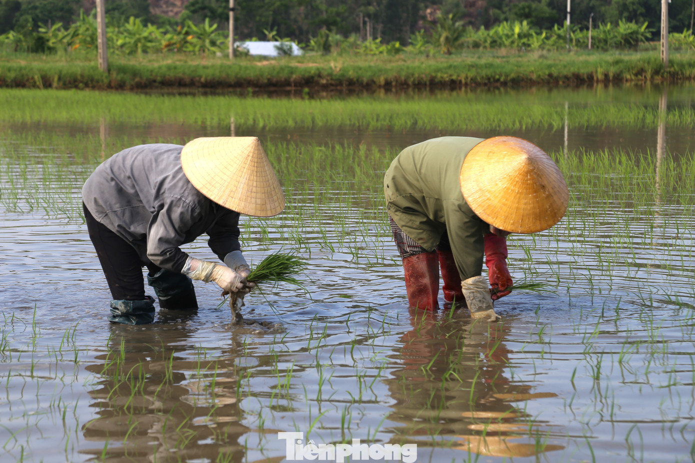 Nhanh tay cấy lúa, bà Nguyễn Thị Huệ (trú xã Quỳnh Giang, huyện Quỳnh Lưu) cho biết, từ ngày mùng 6 Tết gia đình đã ra đồng cấy khai xuân. Dự tính trong 3 ngày nhà chị sẽ cấy xong 7 sào ruộng.