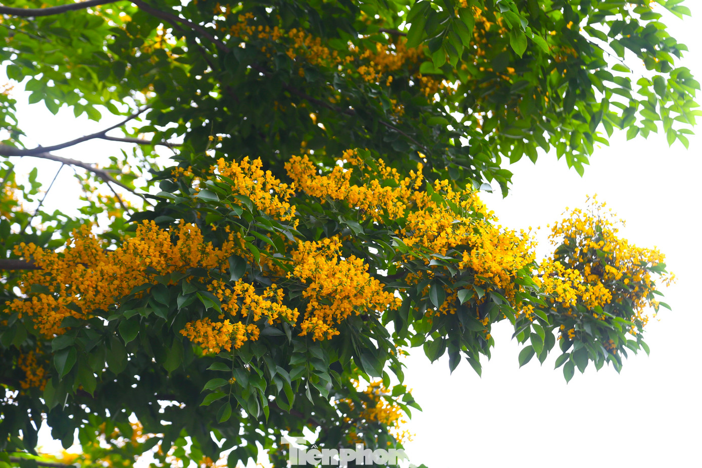 Hoa giáng hương nở thành chùm, li ti đan xen trong kẽ lá, hương thơm nhẹ nhàng lan tỏa.