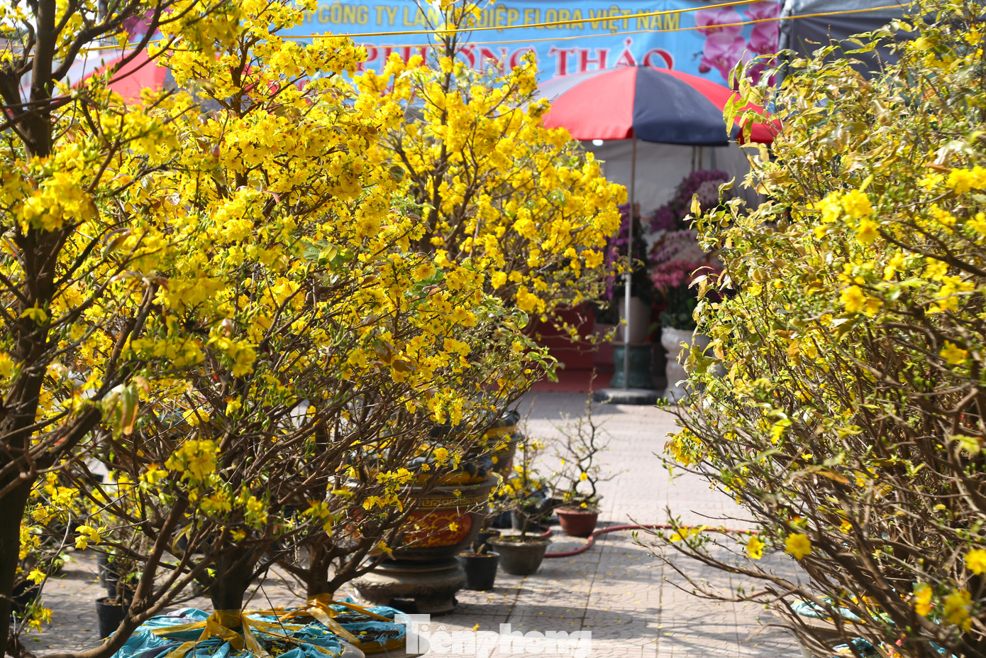 Anh Thuận, một thương lái bán mai trên đường Trường Thi (TP Vinh) cho biết, khoảng 1 tuần nay, nhóm anh 3 người thuê xe chở khoảng 100 chậu mai Bình Định vào TP. Vinh bán Tết. Tuy nhiên, đến nay mới bán được khoảng 20 chậu. “Thời tiết nắng ấm khiến mai nở bung. Những cây mai này thường được bán giá 2-3 triệu đồng/cây, giờ tôi xả đồng giá 900 nghìn đồng nhưng vẫn rất ít khách hỏi mua”, anh Thuận rầu rĩ.