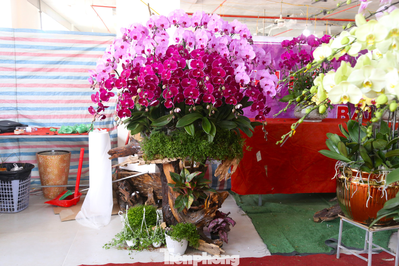 Chị Nguyễn Thị Thu Hảo (chủ một cửa hàng hoa tươi ở TP Vinh) cho biết, giá các nguyên vật liệu để cắm hoa như xốp, gỗ lũa, đinh… tăng so với năm trước. Từ 3 tháng trước, chị đã bắt đầu thu mua gỗ lũa về để chuẩn bị vụ hoa Tết.