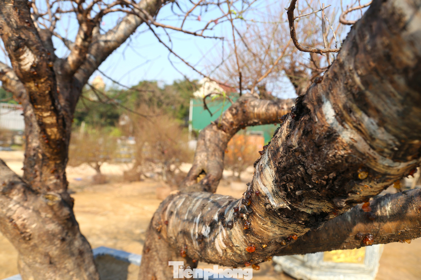 Đào cổ thụ có gốc và thân to, vỏ cây xù xì, gai góc, tuổi đời hàng chục, thậm chí hàng trăm năm.