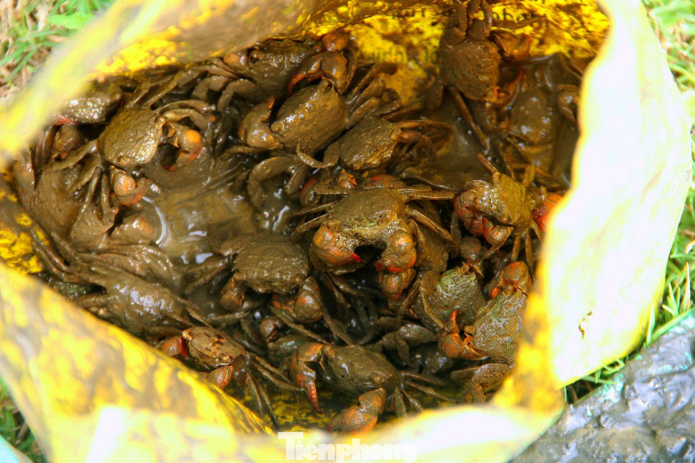 Cáy là một trong những đặc sản được thị trường rất ưa chuộng, có thể chế biến thành nhiều món ăn ngon.