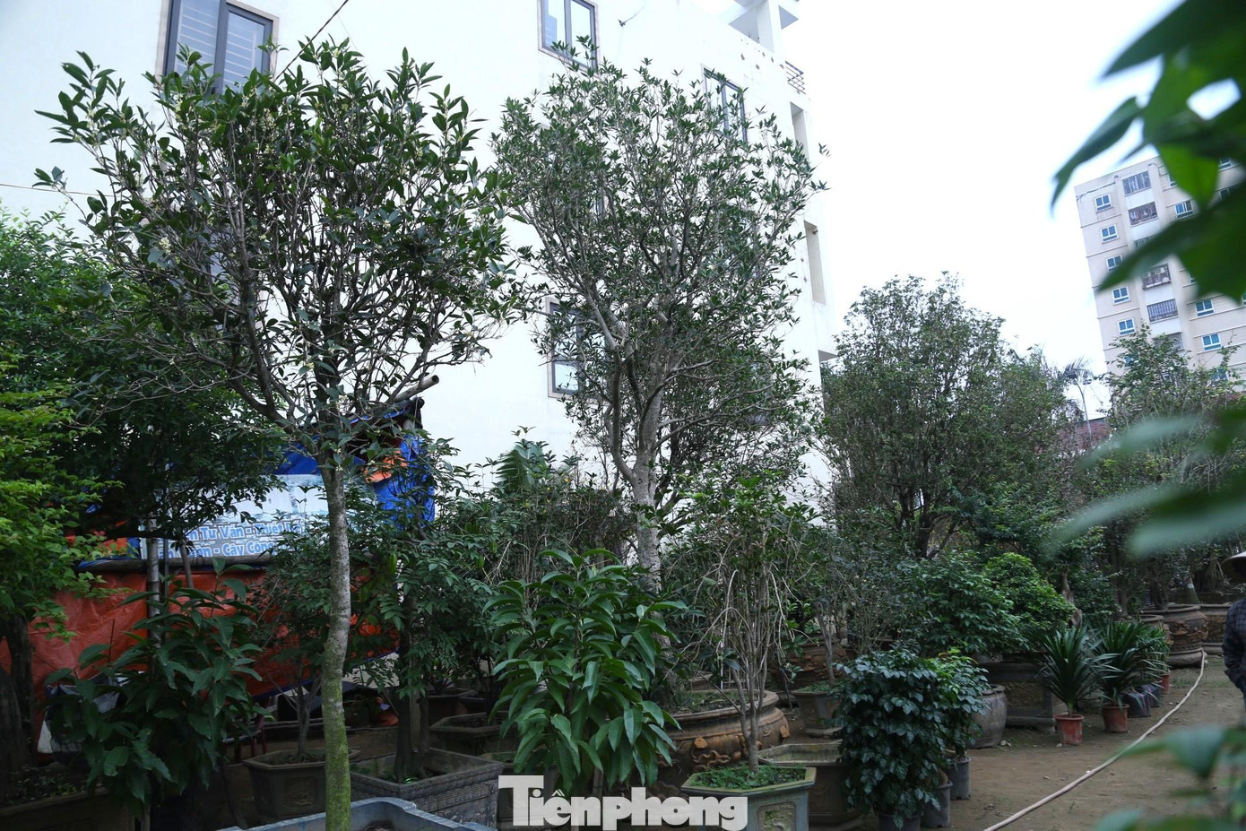 Tại nhà vườn chuyên buôn bán cây cảnh trên đại lộ Lê Nin, TP Vinh, Nghệ An có nhiều cây mộc hương quý có giá hàng trăm triệu đồng. Thậm chí có cây mộc hương được khách trả giá gần 2 tỷ đồng nhưng chủ vườn vẫn chưa muốn bán.