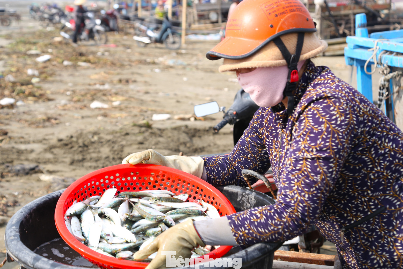 Cá trích đánh bắt trong đêm nên tươi nguyên. Với giá bán 15.000 - 30.000 đồng/kg, ngư dân có thể thu nhập cả triệu đồng mỗi ngày.