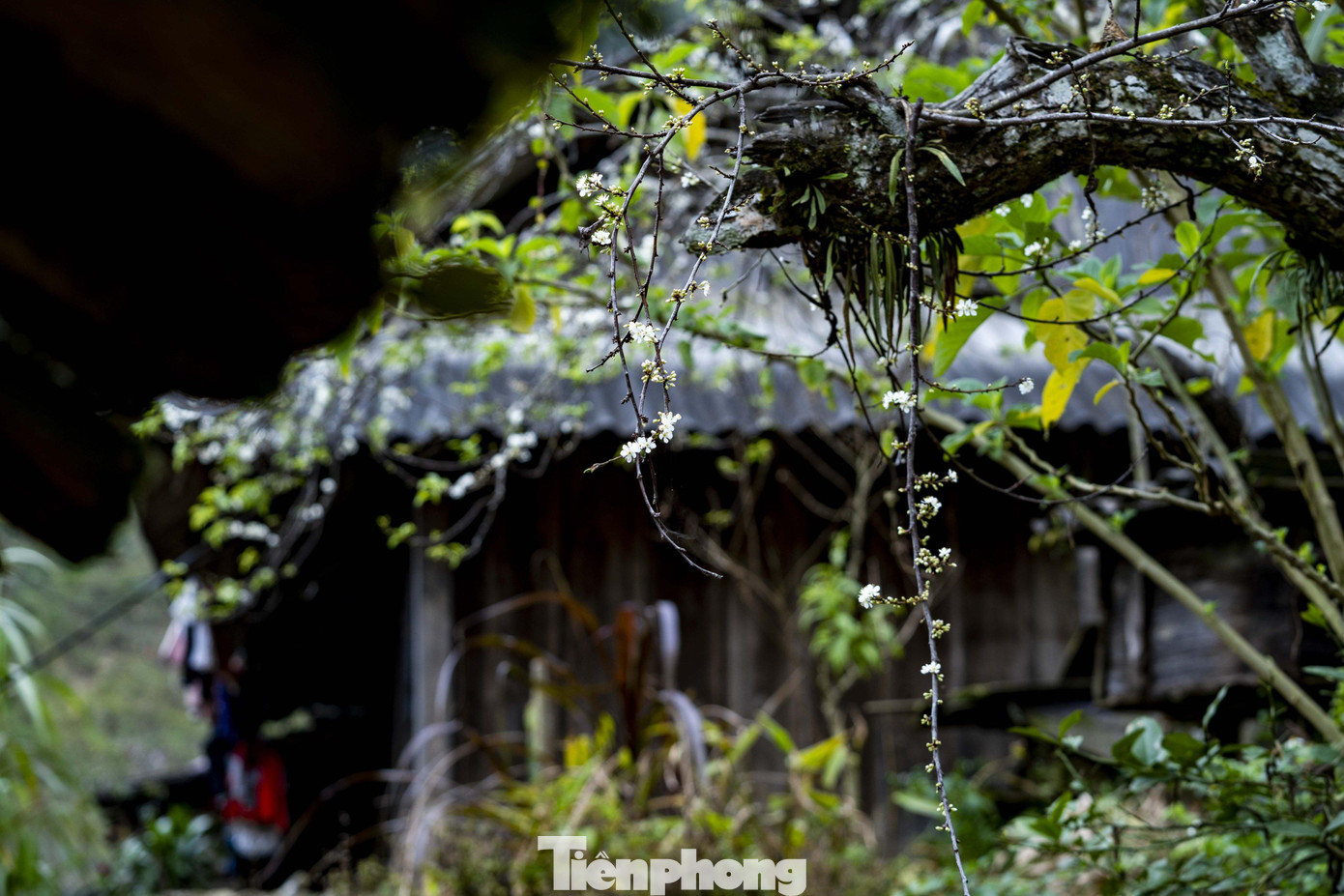 Nơi đây có những gốc mận cổ thụ đã hàng chục năm tuổi.