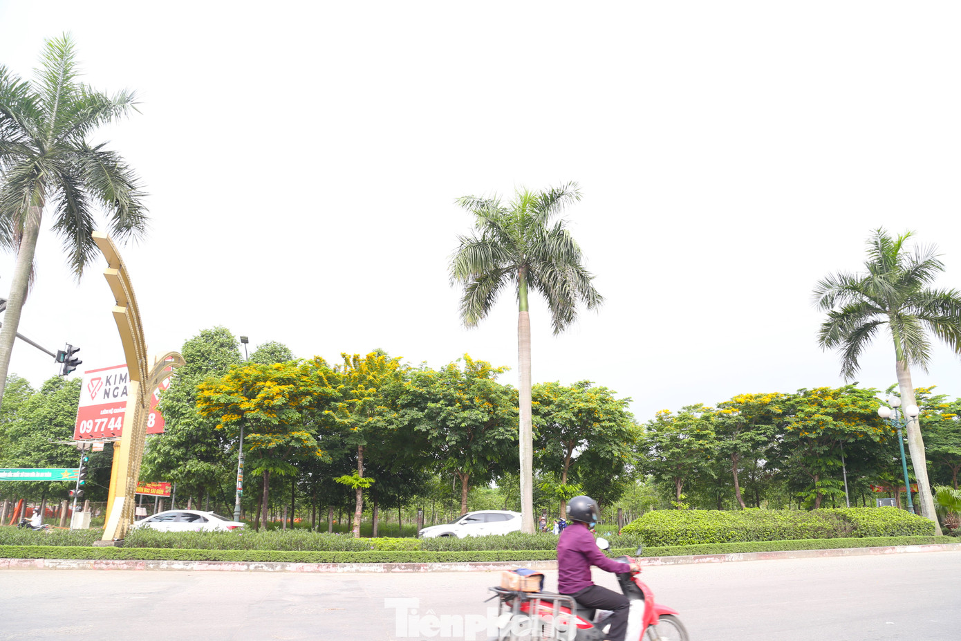 Tại Đại lộ Lê Nin, hoa giáng hương cũng đang đua nhau nở rộ.