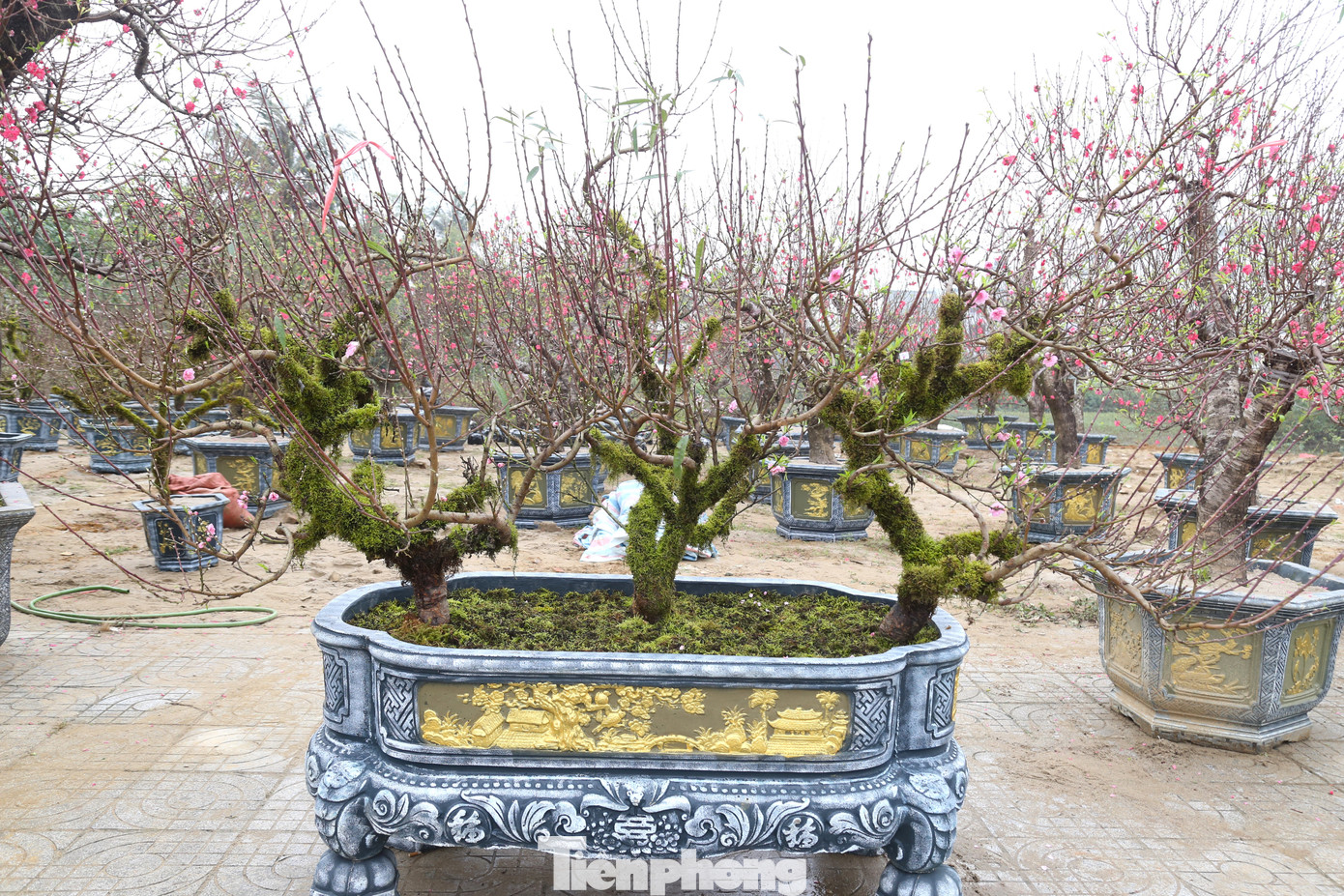 Một số nhà vườn còn lai ghép 3-4 cây đào phủ rêu trên cùng một chậu cảnh.