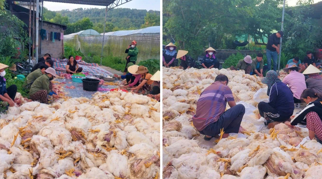 Người dân giúp chủ trang trại sơ chế gà