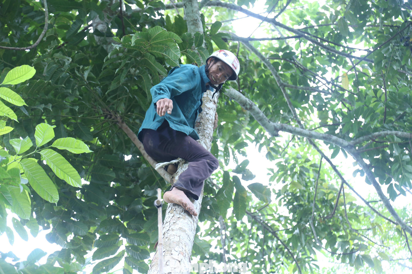 Để hái trám, người dân phải cột chặt liềm vào sào tre.