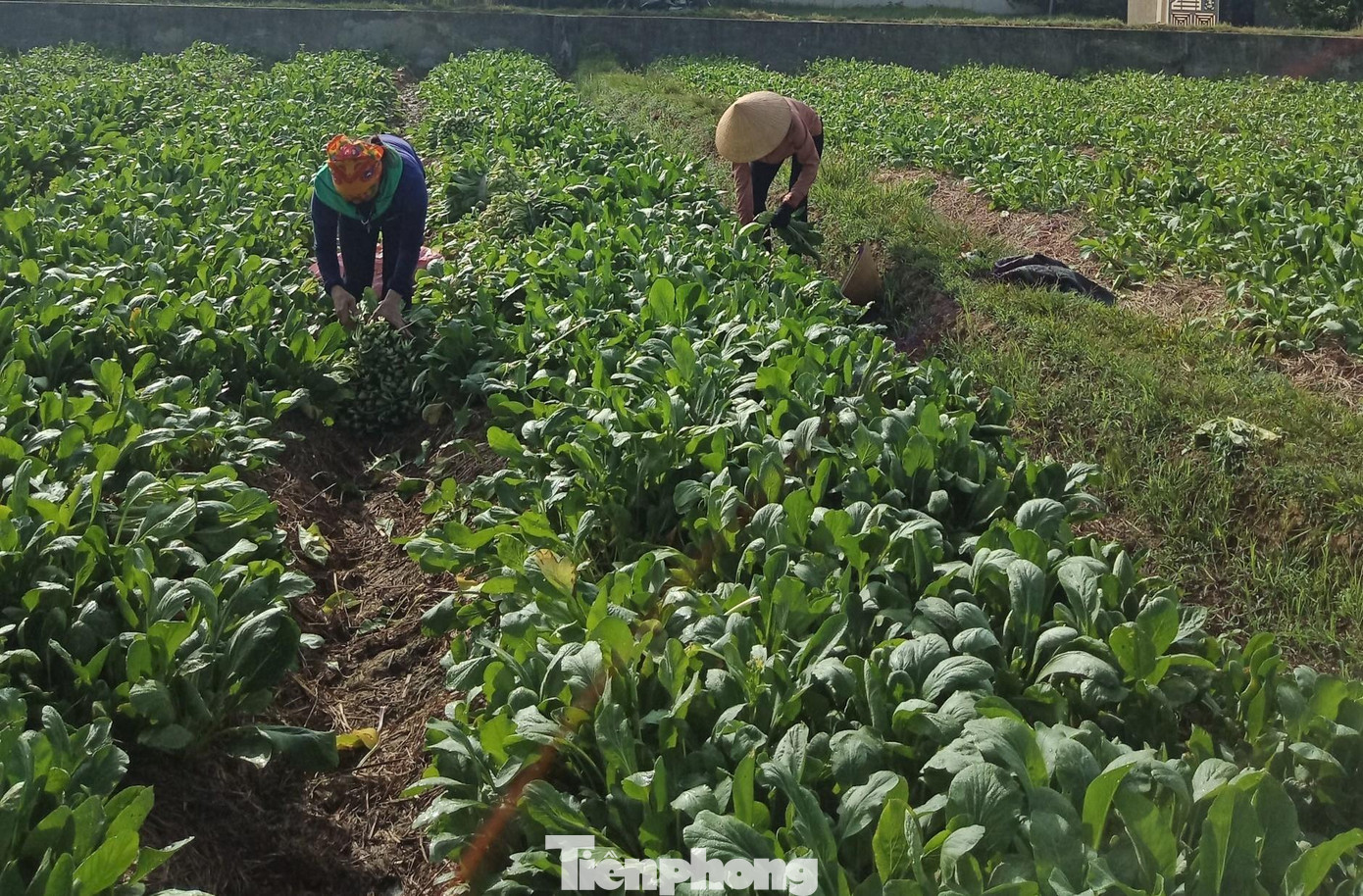 Rau ùn ứ trên các cánh đồng khiến người dân như "ngồi trên lửa"